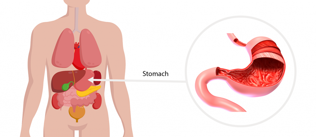 Stomach